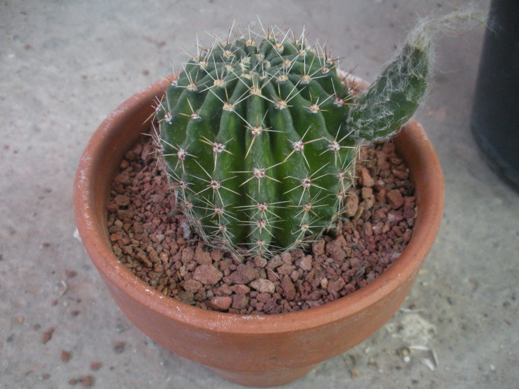 17fo09.jpg