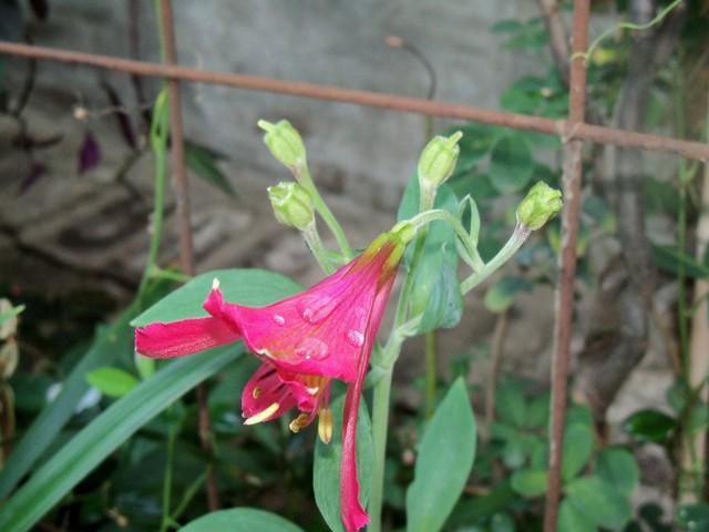 17K1011589redDsx.jpg