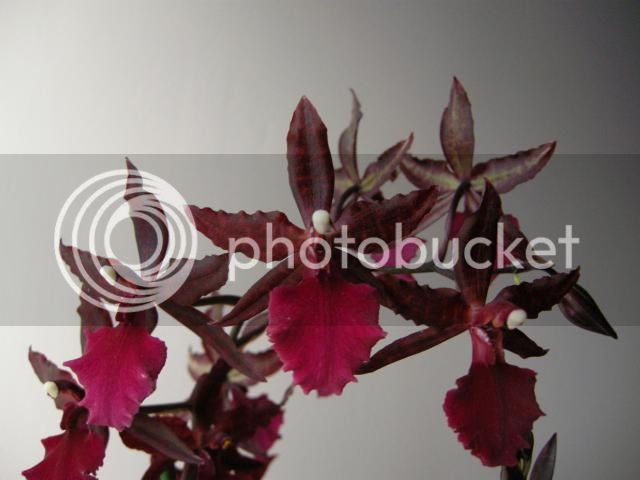 18-01-15001_zps35d339d2.jpg