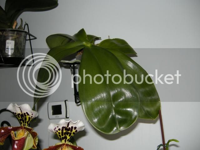 18-01-15006_zps8fe8f397.jpg