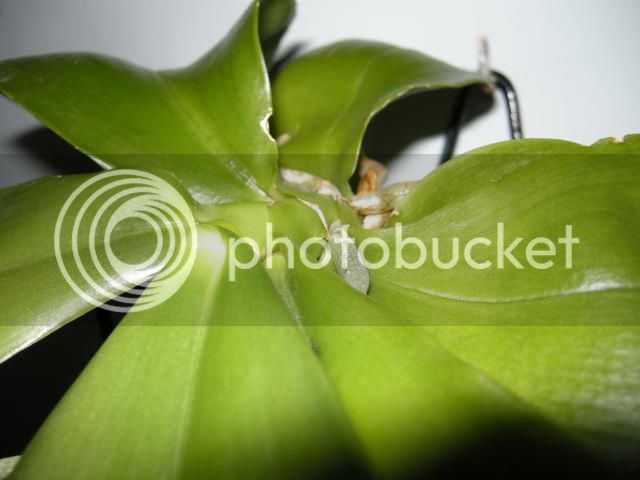 18-01-15009_zps449bc2be.jpg