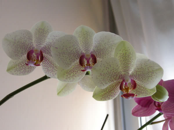 18-03-08-009jpg-Phal-moteada.jpg