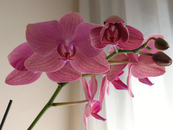 18-03-08-014jpg-Phal-rosa-estriada.jpg