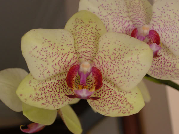 18-03-08-015jpg-Phal-moteada.jpg