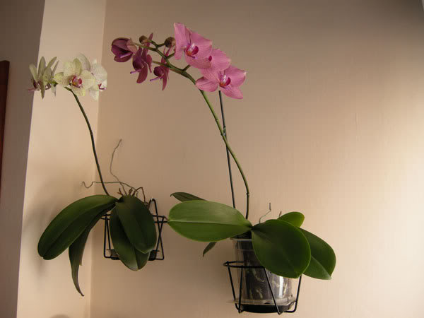 18-03-08-030jpg-Phal-en-macetas.jpg
