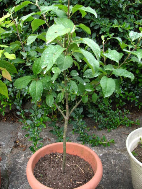 18-06-2007022.jpg