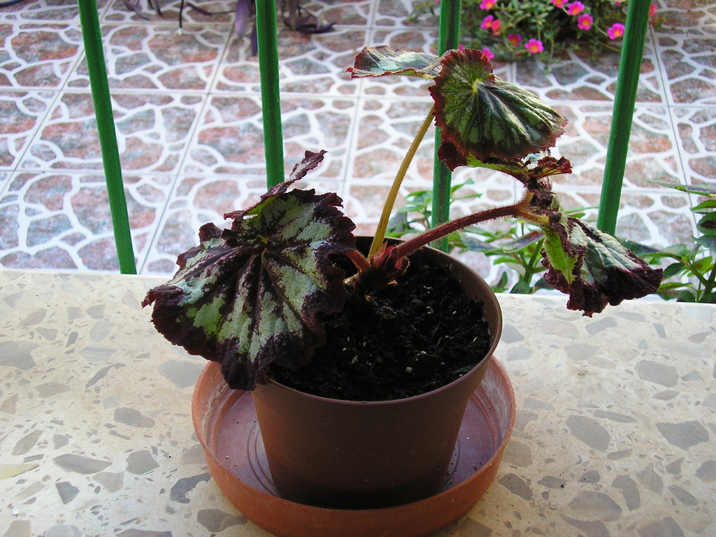 18-09-05%20Begonia%20rex%20mejor.jpg