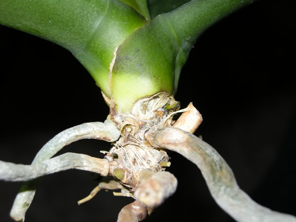18-12-08-007jpg-phal-enferma.jpg