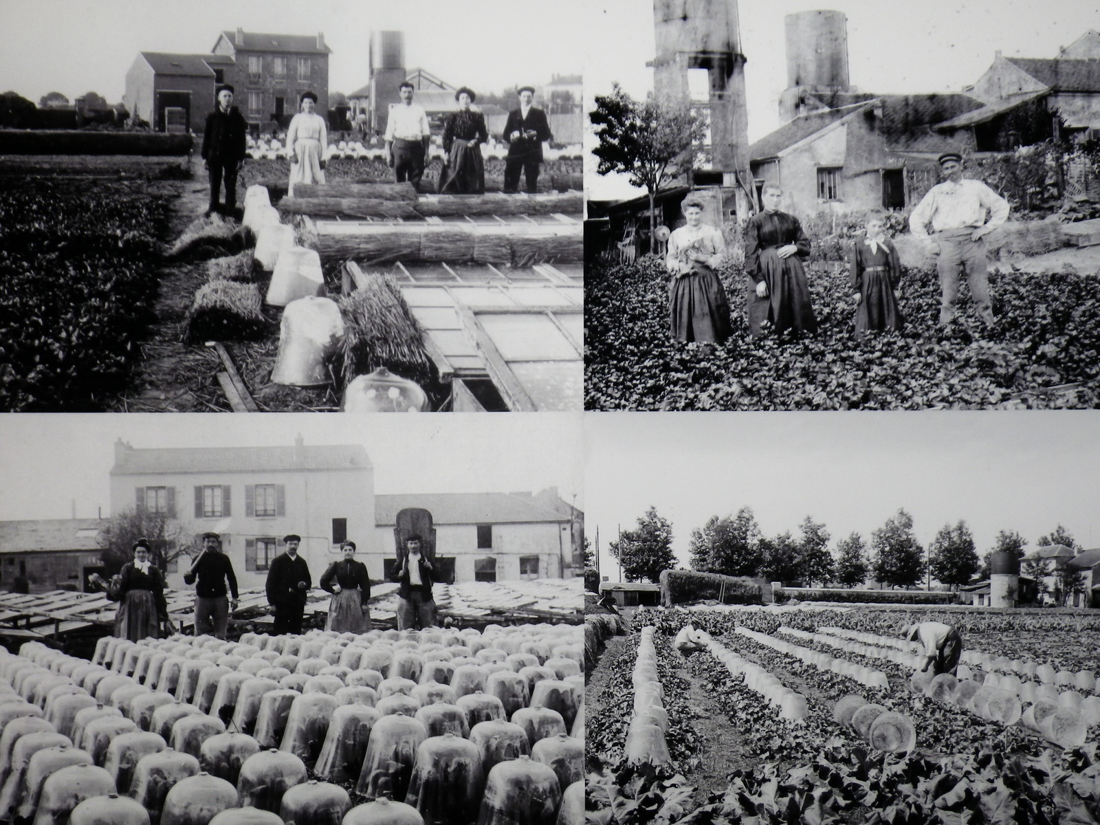 18-culture-melons-sous-cloches-banlieue-parisienne.jpg