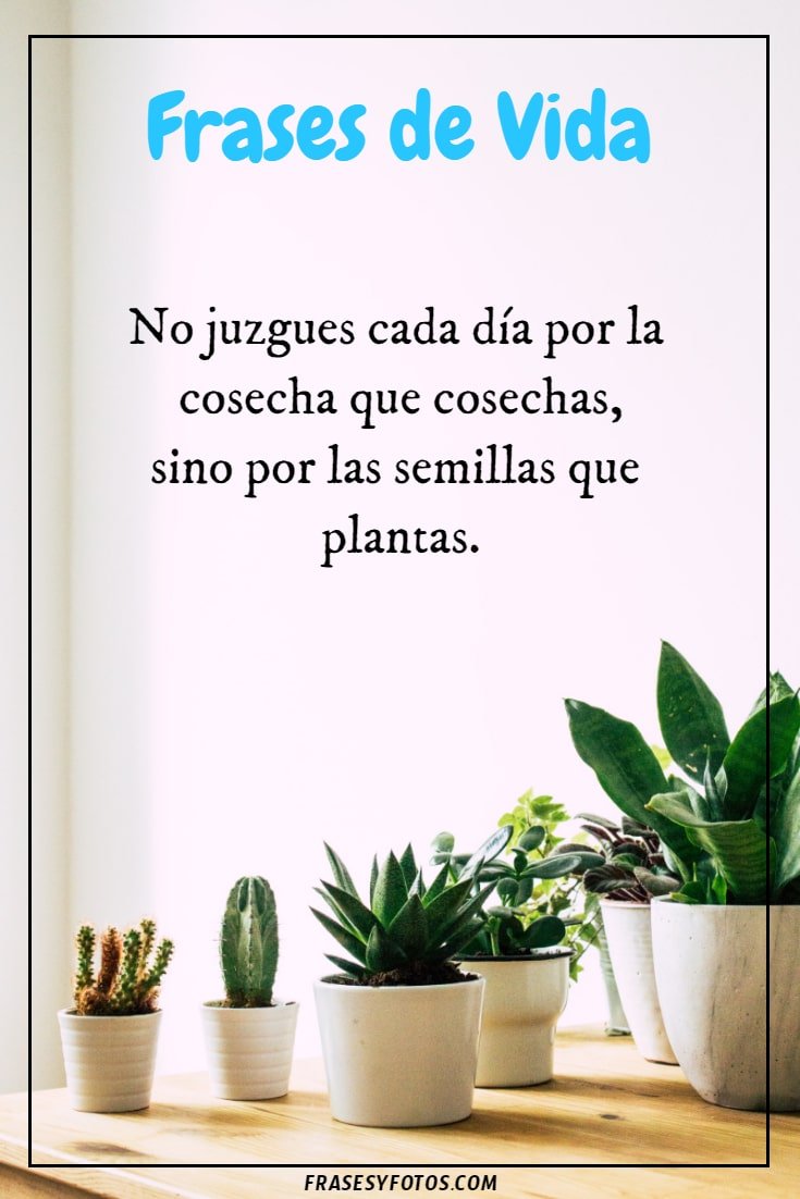 18-Mensajes-de-Vida-y-plantas-suculentas-imagenes-bonitas-para-compartir-11.jpg