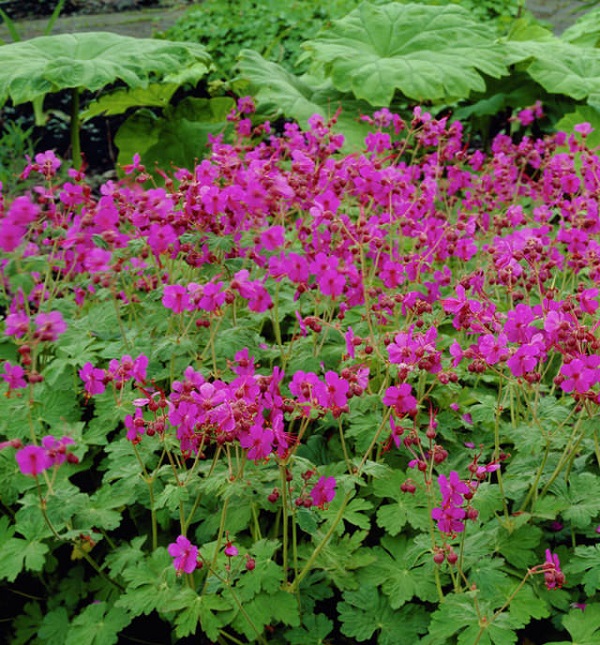 18-plantas-cubresuelos-con-flor-01.jpg