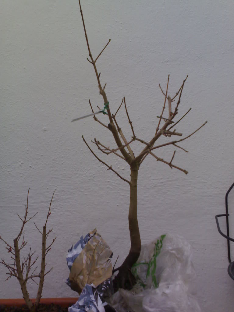 18022008121.jpg