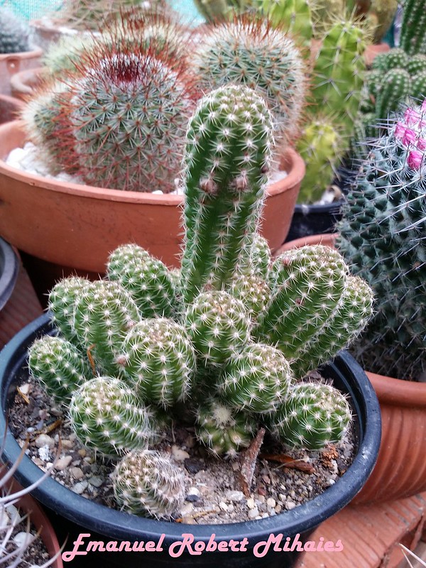 18035570863_c7114b61f0_c.jpg