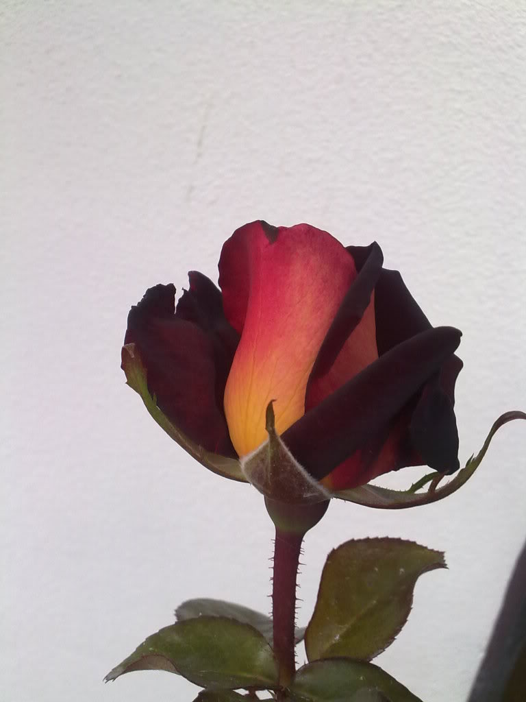180420111426.jpg