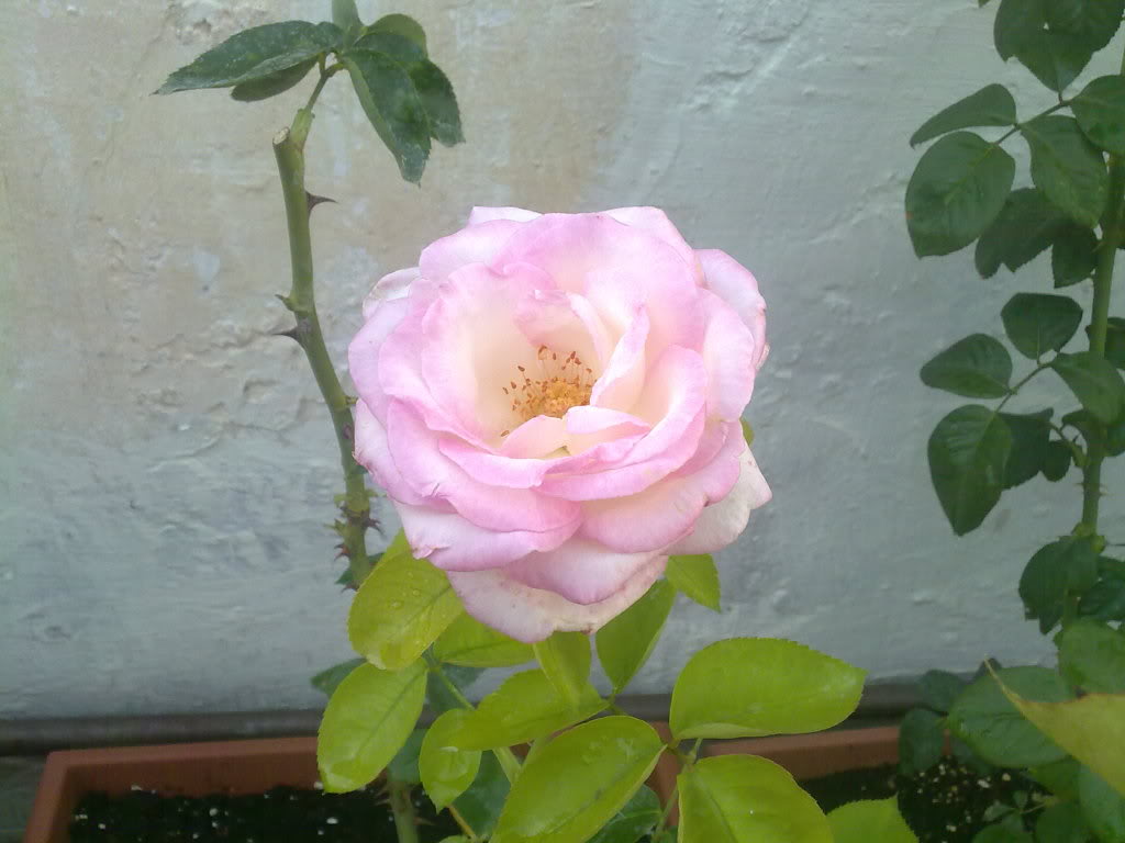 18082010850.jpg