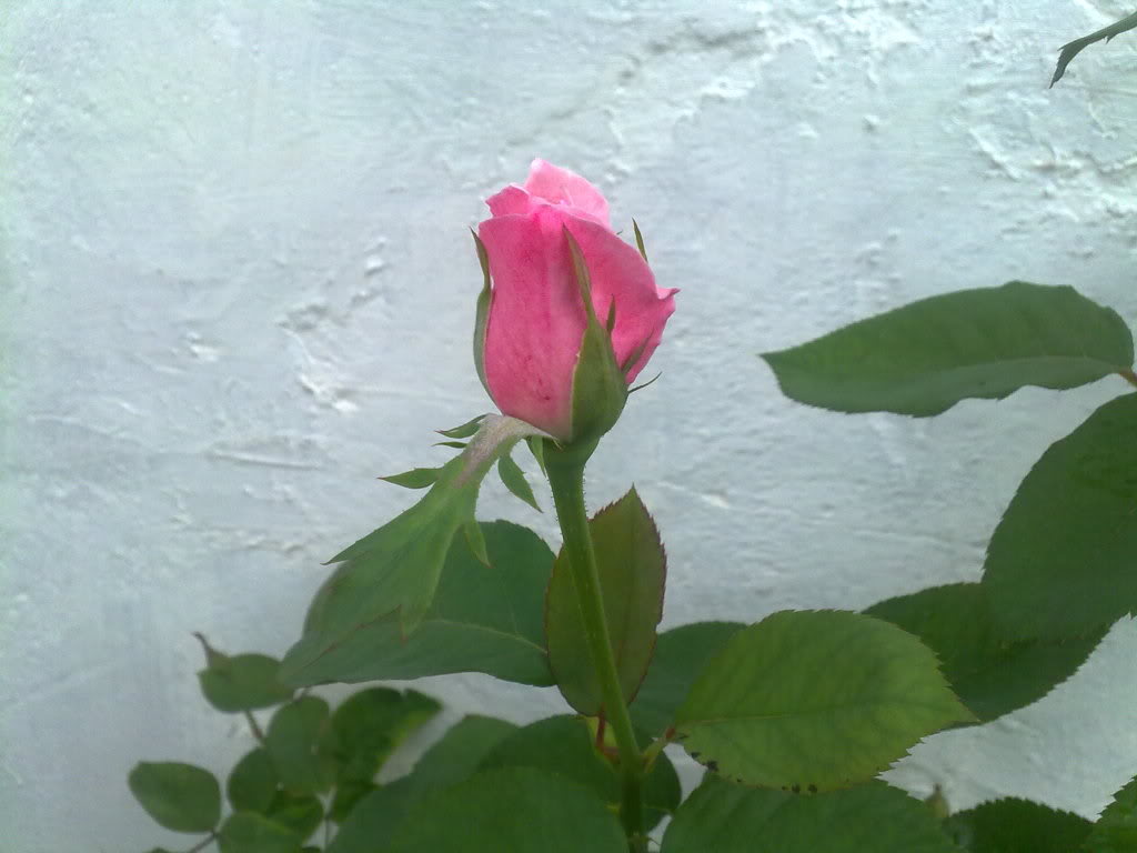 18082010854.jpg