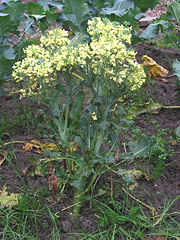 180px-Broccoli_bloeiend.jpg