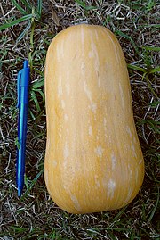 180px-Cucurbita_moschata_Bell_type_-_cultivar_with_light_mottled_stripes_picture_B.jpg