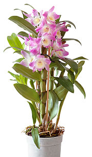 180px-Dendrobium_Starclass_nobil%C3%A9_%28aka%29.jpg