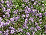 180px-Lobularia_maritima.JPG