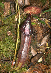 180px-Nepenthes_singalana2.jpg