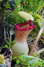 180px-Nepenthes_ventricosa_ASR_062007_mayon_luzon.jpg