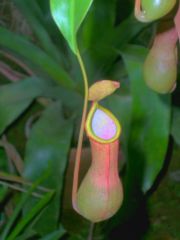180px-Pitcher_tendril.jpg
