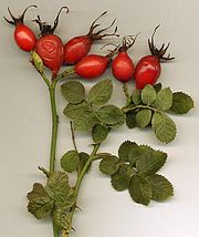 180px-Rosa_canina_hips.jpg