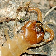 180px-Scolopendra_fg02.JPG