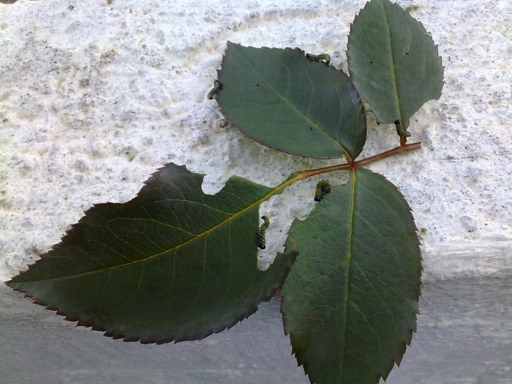 18102010955.jpg