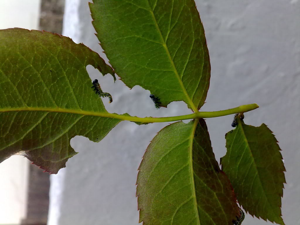 18102010959.jpg