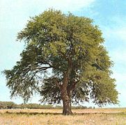 181px-Prosopis_caldenia.jpg