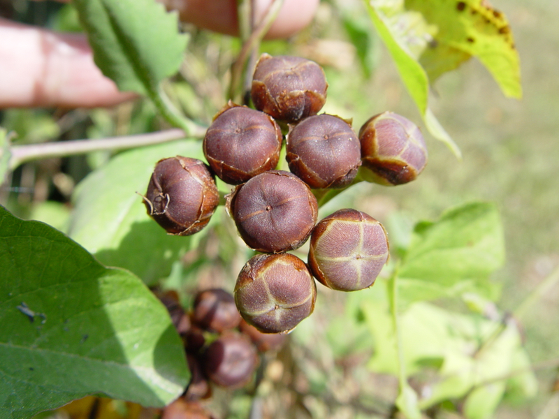 184-Ipomoea%20sp..JPG