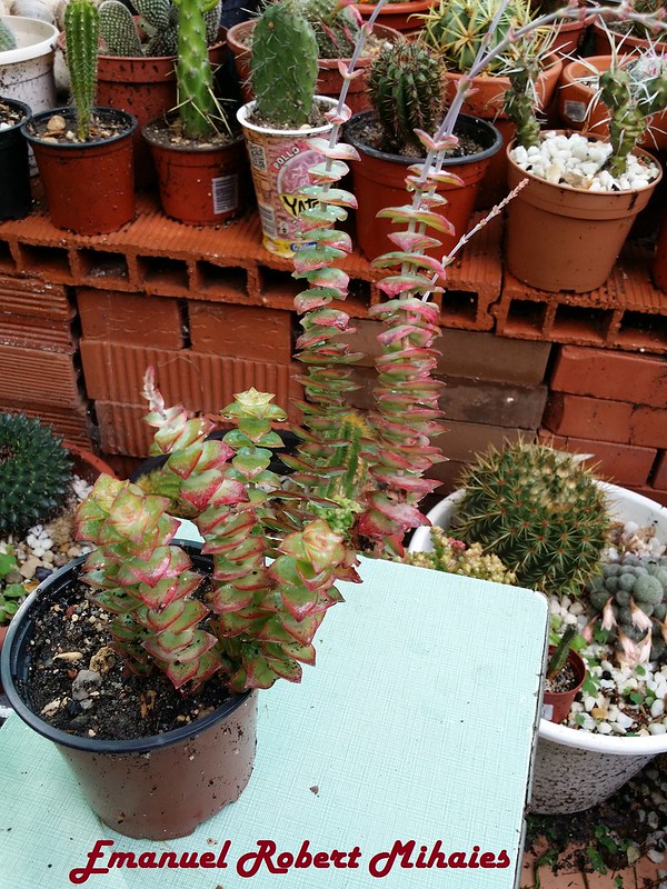 18515050838_99207c2c90_c.jpg