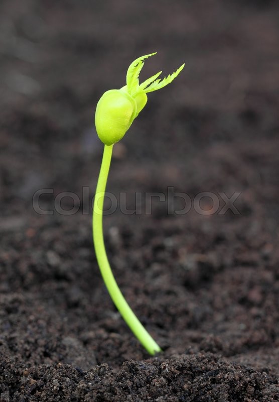 18738304-baby-neem-plant.jpg