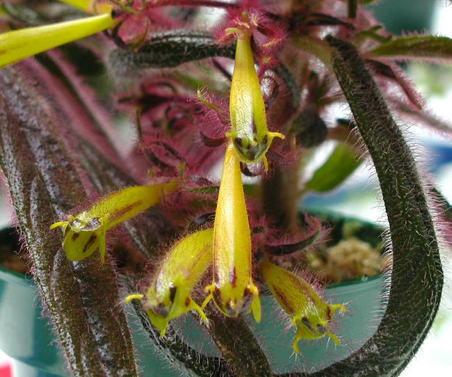 1887_Trichantha%20angustifolia_myhr_d%20yaremko.jpg
