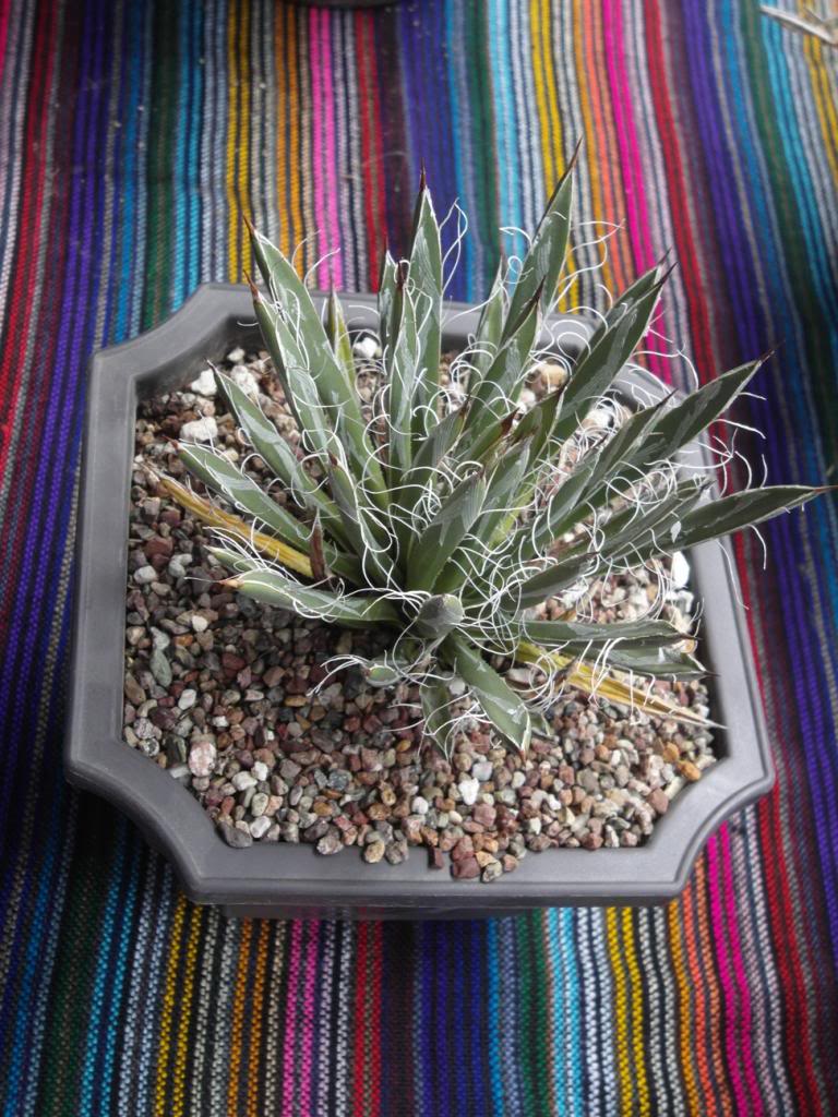 18_zpse9ca23d9.jpg