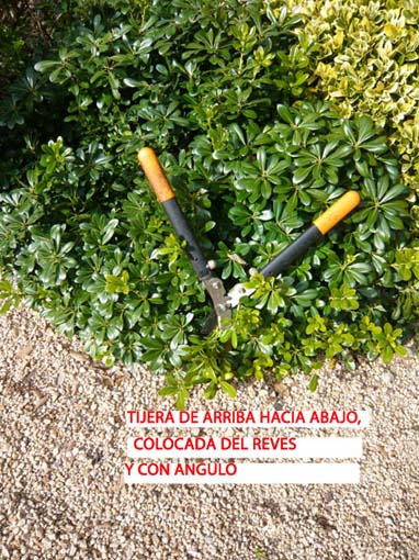 19002d1296756141-poda-de-arbustos-p1060296.jpg