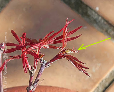 19042018-pinzado%2Bpalmatum%2B001.jpg