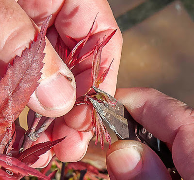 19042018-pinzado%2Bpalmatum%2B003.jpg