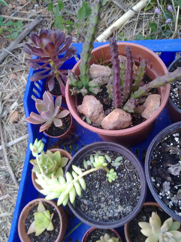19052011190.jpg
