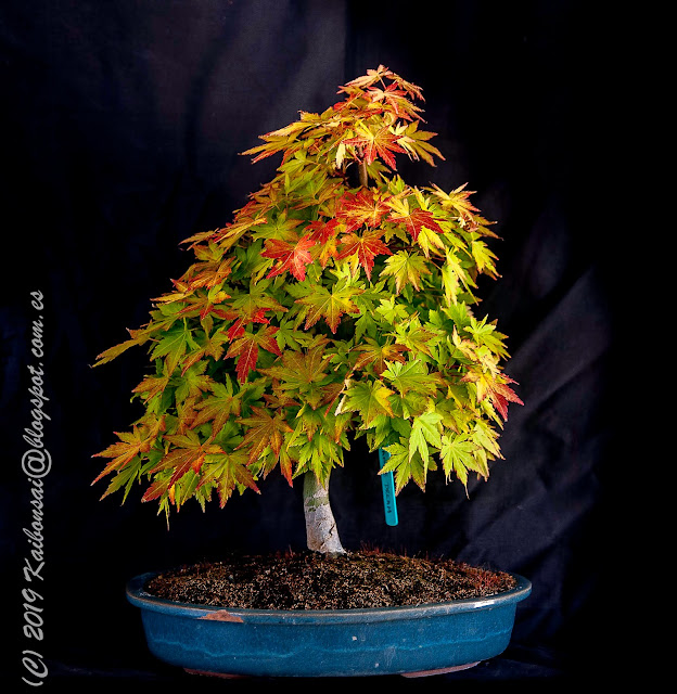 19052019-PALMATUM%2B003.JPG