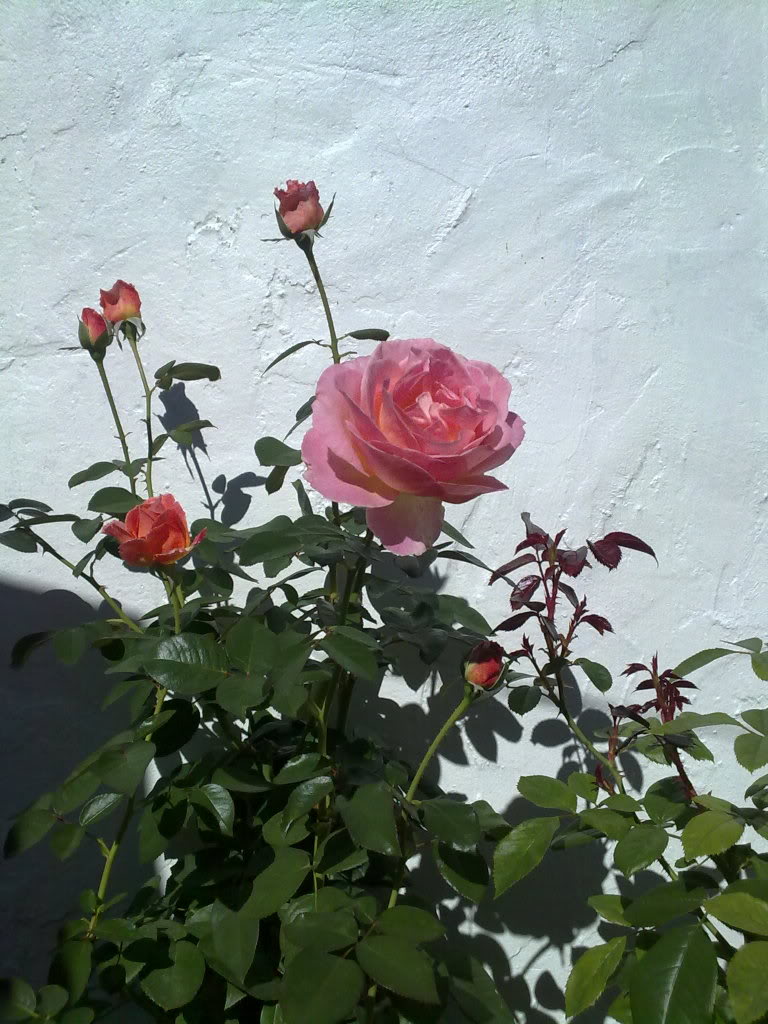 19102010976.jpg