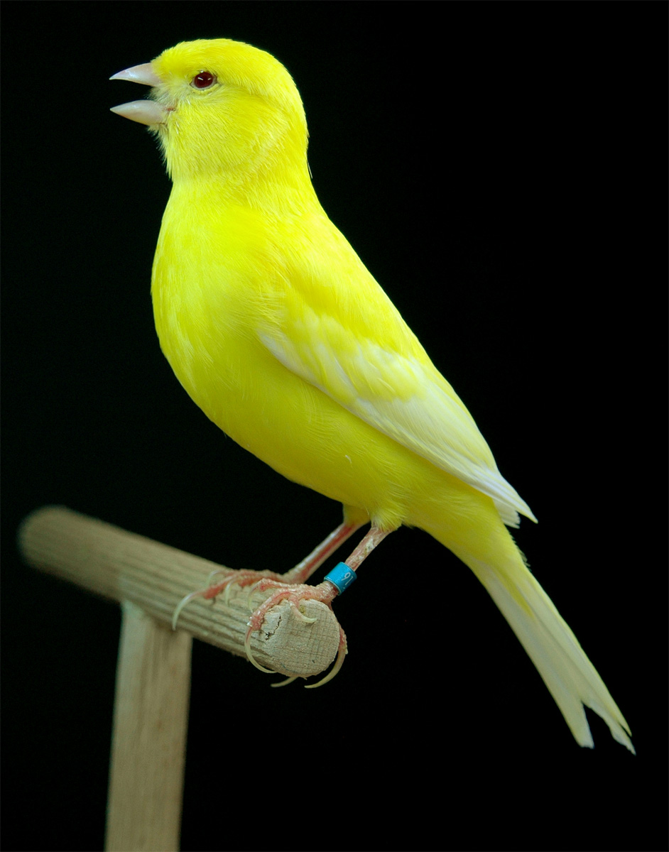 198733amarillo.jpg