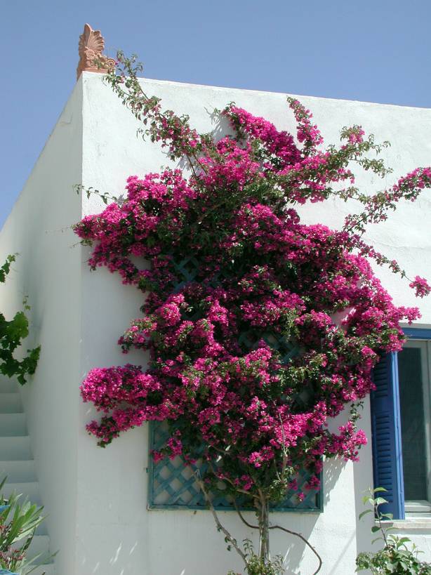 19_purple_bouganvilla.jpg