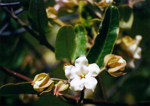 1_-_Araujia_hortorum.jpg