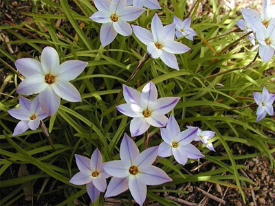 1_-_Brodiaea_uniflora.jpg