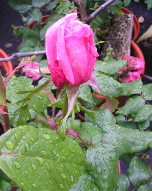 1_Rosa_26abril07.jpg