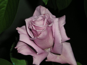 1_Rosa_malva.jpg
