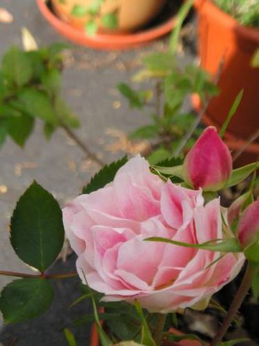 1_Rosa_rosa.JPG